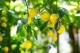 Citron olja (ekologisk)