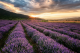 Pitta Lavendel Tonic (ekologisk)