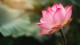 Pitta Lotus Flower Cream (ekologisk)