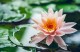 Pitta Lotus Flower Cream (ekologisk)