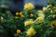 Pitta Geranium Rose Cream (ekologisk)