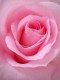 Pitta Rose Cream (ekologisk)