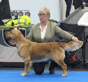 Cola BIR Junior med J-Cert och kvalificerad till Crufts
