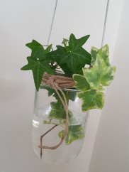 Simsalabim Förvandlingsdesign_Glaskupa_Murgröna Simsalabim Förvandlingsdesign_Glaskupa_Murgröna