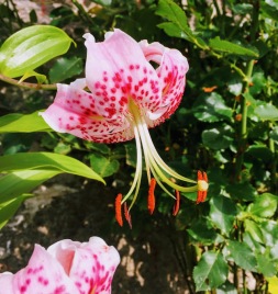 Lilium Lilium