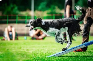 Agility fortsättningskurs - 