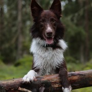 Unghundskurs/vardagslydnad