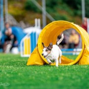 Barn- & ungdomsträning agility