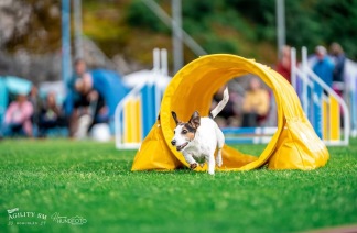 Barn- & ungdomsträning agility - 