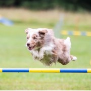 Barn- & ungdomsträning agility 3/7