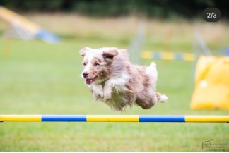 Barn- & ungdomsträning agility 3/7 - 