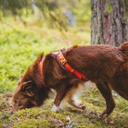 Spårkurs fortsättning