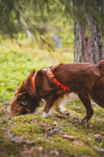 Spårkurs fortsättning