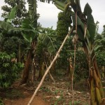 Julia farm med bananplantering