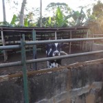 Debora farm kohage