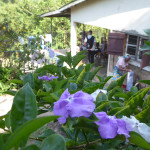 Kashura blommor