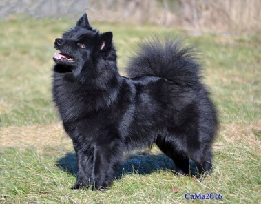 Årets Tik 2017 -Ch Herding Instinct's Qajsa Qavat Årets Tik 2017 -Ch Herding Instinct's Qajsa Qavat