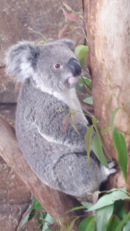 Koala Austalia Fot. Linda Aro Koala Austalia Fot. Linda Aro