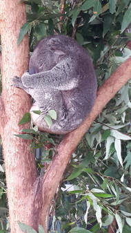 Sovande Koala, Fot.Linda Aro Sovande Koala, Fot.Linda Aro