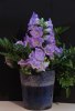 Födelsedagsblomma