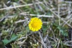 Tussilago