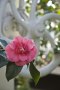 Rosa Kamelia