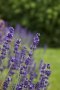 Lavendel!