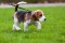 1093682-beagle-dog-on-the-scent
