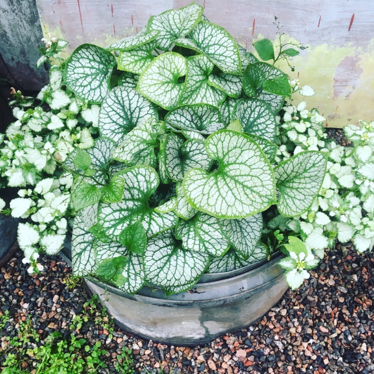 Konstraster är viktigt när man tänker design. Skiftningar i blad och blomfärg naturligtvis, men också i form, storlek och textur. Konstraster är viktigt när man tänker design. Skiftningar i blad och blomfärg naturligtvis, men också i form, storlek och textur.