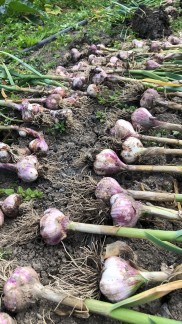 Kursavgift deltid - Kursavgift åk 1, 15-16 nov Människans möte/Matsystem