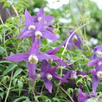 Klematis 'Violet Purple'