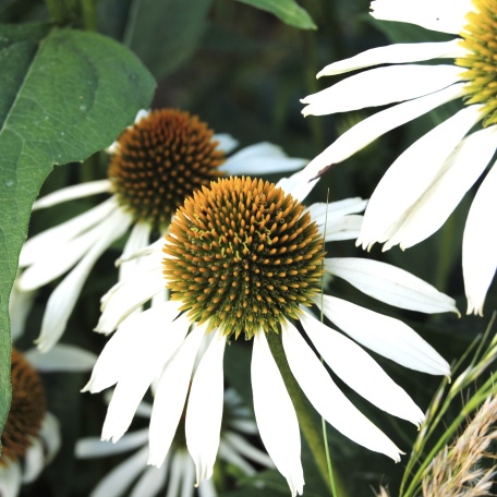 Vit solhatt - Echinacea purpurea 'Alba'