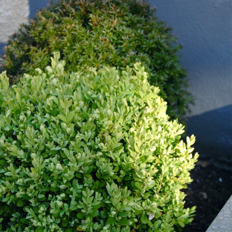 Buxbomklot - Buxus sempervirens 