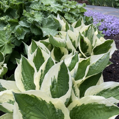 Funkia - Hosta fortunei 'Patriot'