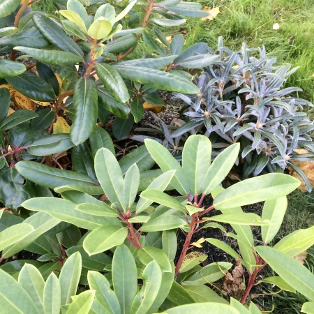 Flera sorters lågväxande rhododendron som komplement till äldre rhododendronsnår.