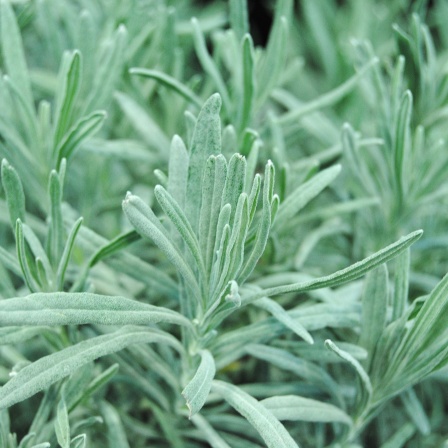 Lavendel