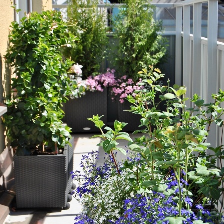 Sommarblommor, buskar och rosor