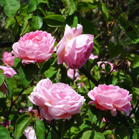Ros  'Constance Spry'