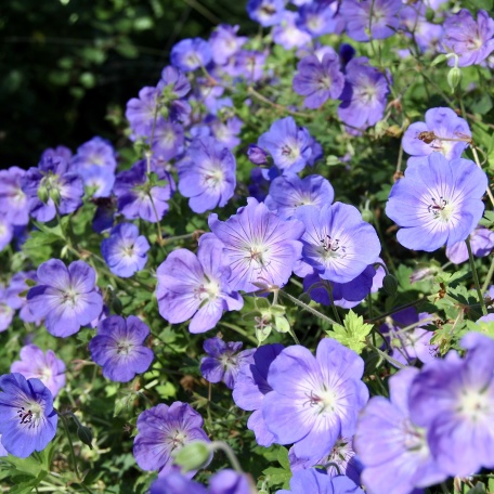 Trädgårdsnäva - Geranium 'Rozanne'
