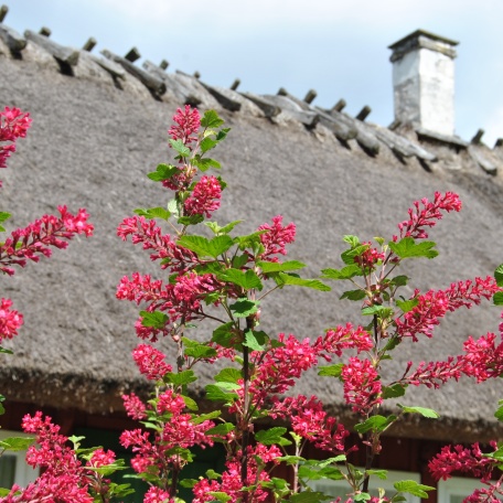 Blommande rosenrips - Ribes sanguineum
