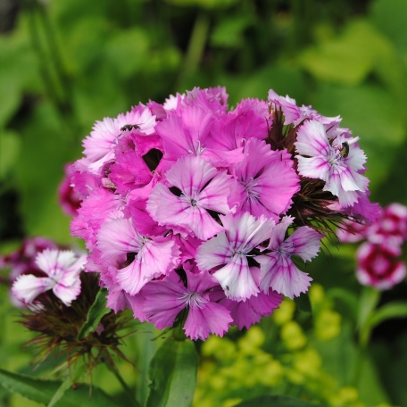 Borstnejlika - Dianthus barbatus
