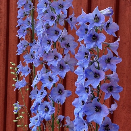 Trädgårdsriddarsporre - Delphinium Elatum-Gruppen