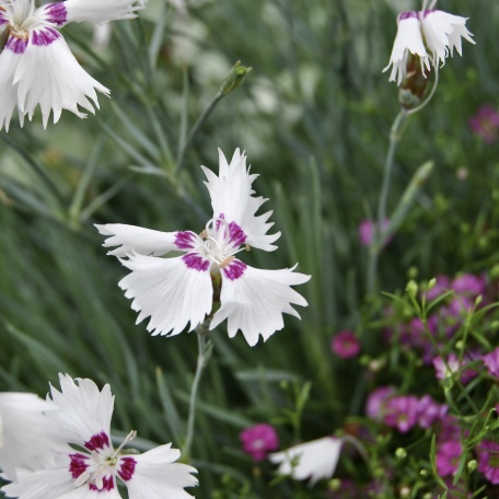 - Fjädernejlika - Dianthus Pulmarius-gruppen 'Maireberg'