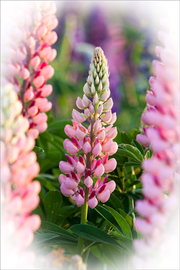Lupin, foto Tommy Andersson