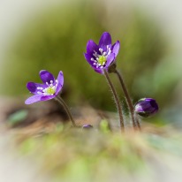 April, Hepatica nobilis foto. Conny Andersson
