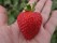 strawberry-3485244_960_720