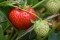 strawberry_red_green_fruit_ripe_immature_strawberry_plant_delicious-614893