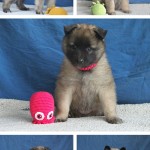 20250421_233744-COLLAGE