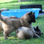 thumbnail_IMG_1833 (2)