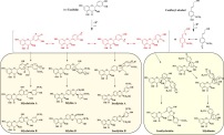 Chemotaxonomic and biosynthetic relationships between flavonolignans produced by Silybum marianum populations. Chemotaxonomic and biosynthetic relationships between flavonolignans produced by Silybum marianum populations.